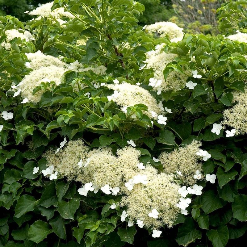 Climbing Hydrangea (Hydrangea Anomala Subsp. Petiolaris)