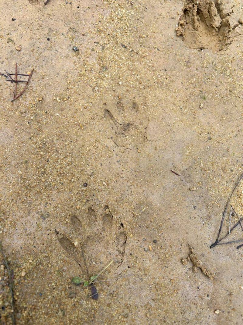 Raccoon Hand-Like Tracks Near Water And Soil