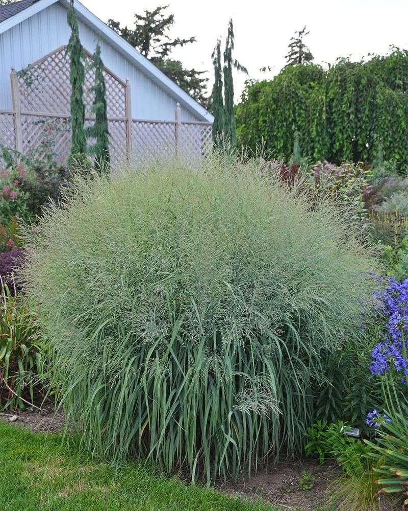 Switchgrass (Panicum virgatum)