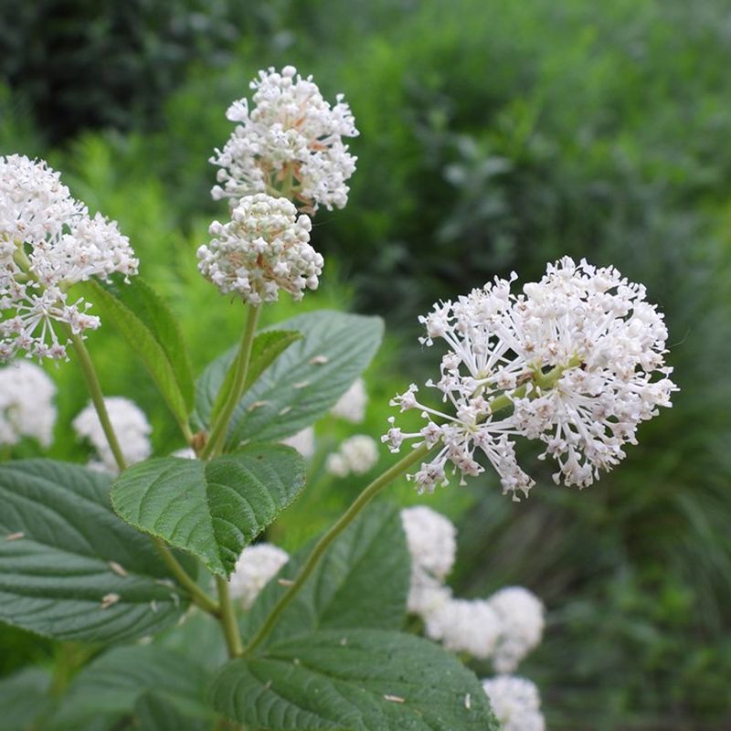 New Jersey Tea Thrives In Sunny, Dry Conditions