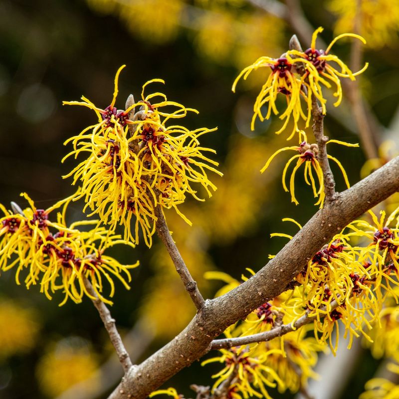 Witch Hazel Blooms Before Spring Fully Arrives