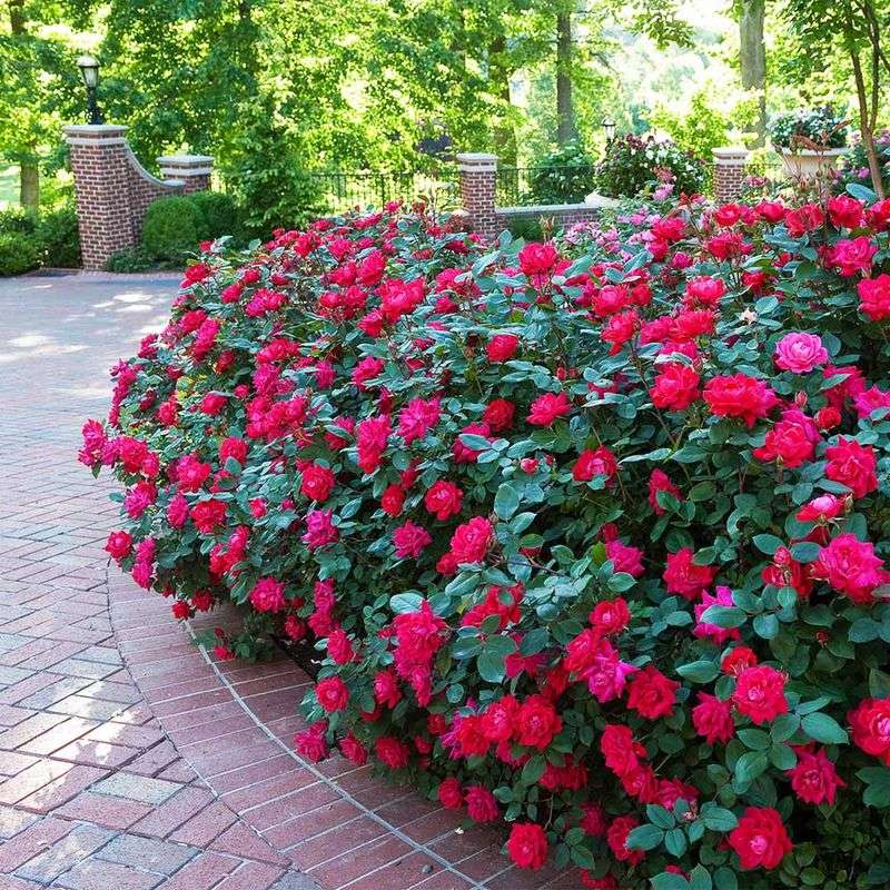 Shrub Roses Establish Well Before Summer Heat Arrives