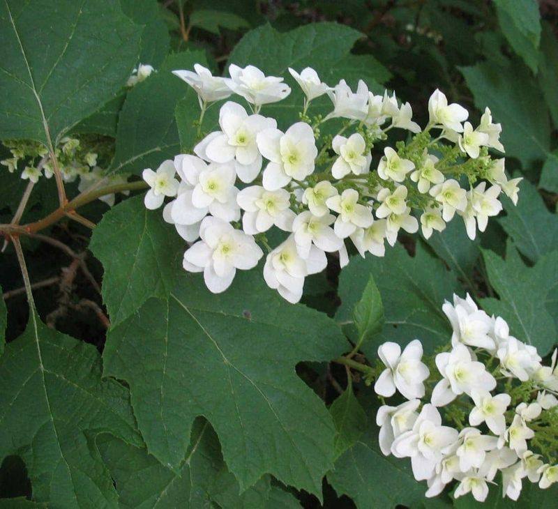 Oakleaf Hydrangea Offers Bold Leaves And Texture