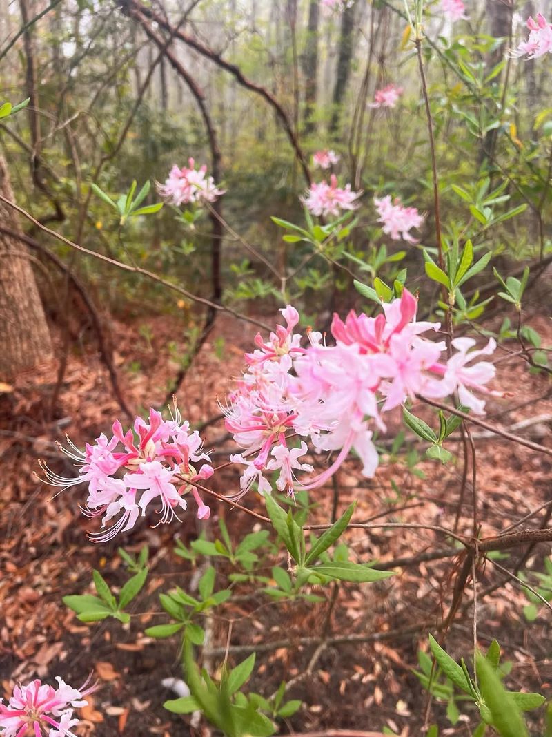 Piedmont Azalea (Rhododendron Canescens)