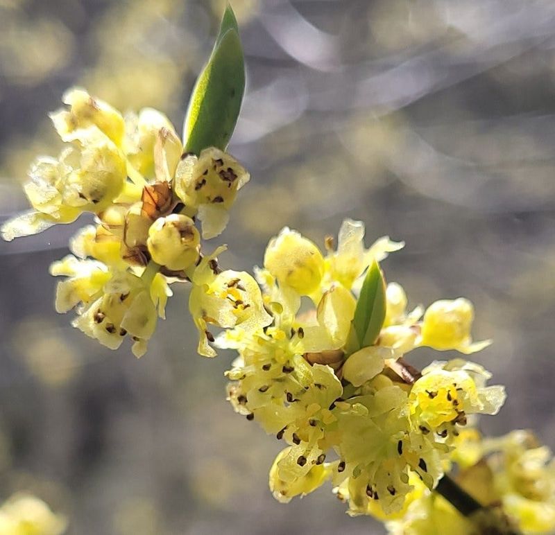 Spicebush Supports Wildlife And Lights Up Shady Spots
