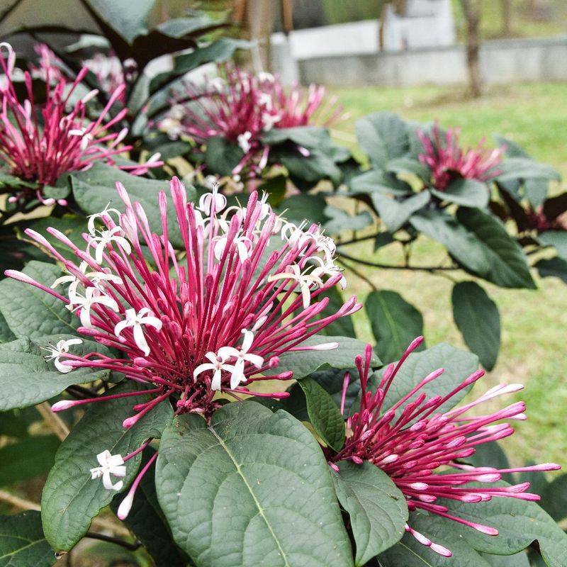 Starburst Clerodendrum Can Be Cut Back After Its Showy Flowers Fade