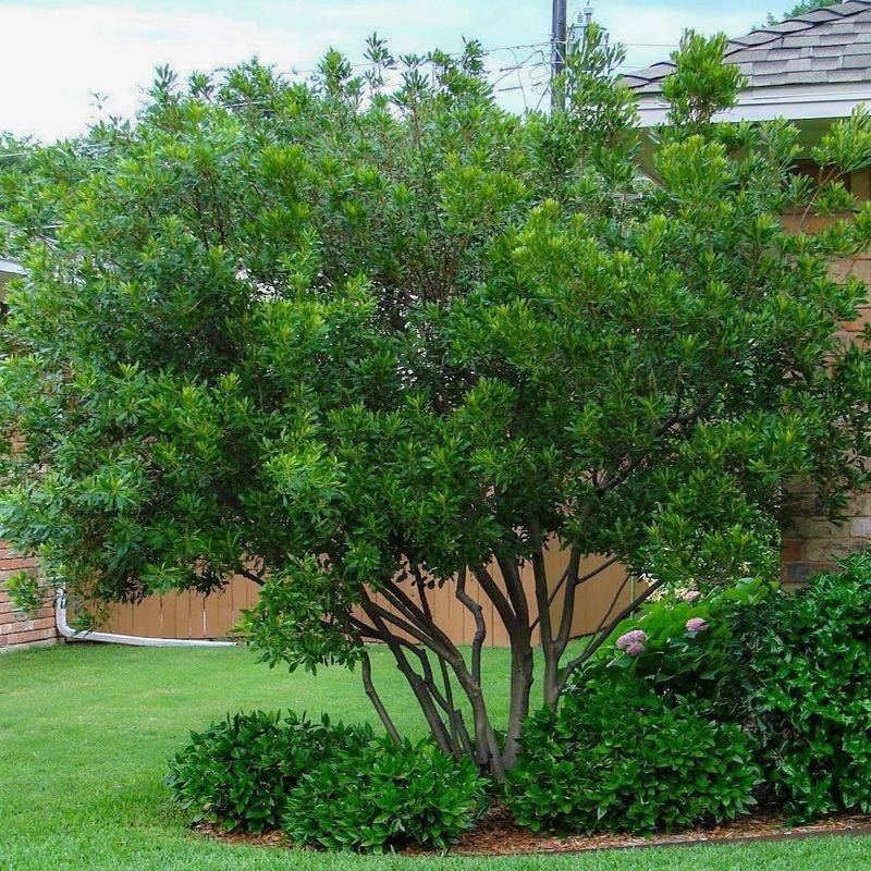 Wax Myrtle Grows Fast And Fills Out As A Soft Screen