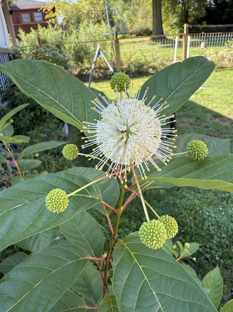Buttonbush Grows Near Water Where Fireflies Often Gather