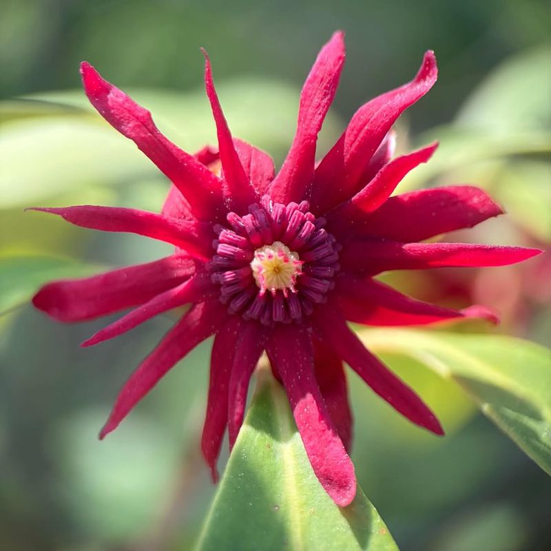 Carolina Allspice With Spicy Fragrance
