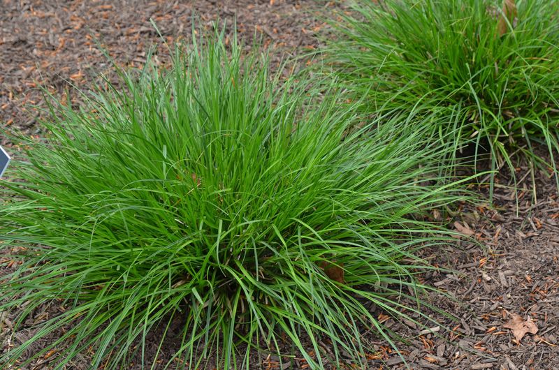 Fox Sedge Thrives In Heavy Soil And Helps Prevent Washouts
