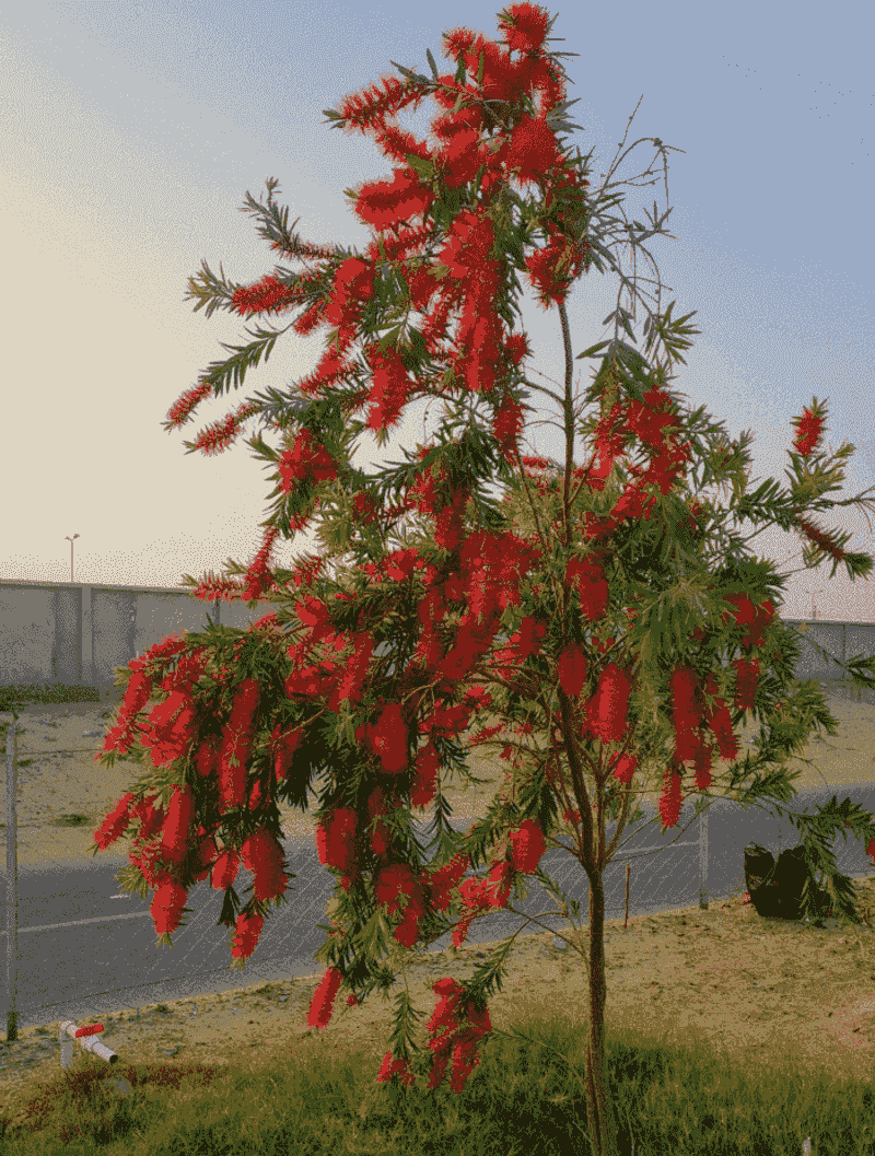 Bottlebrush Responds To A Light Trim