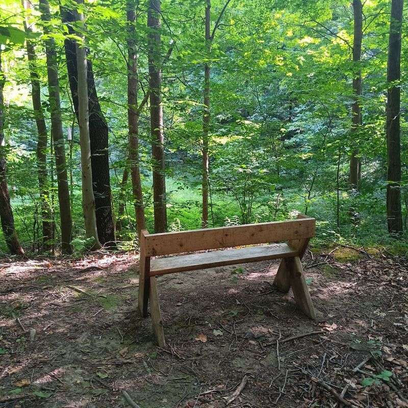 Warren Woods Forest Primeval