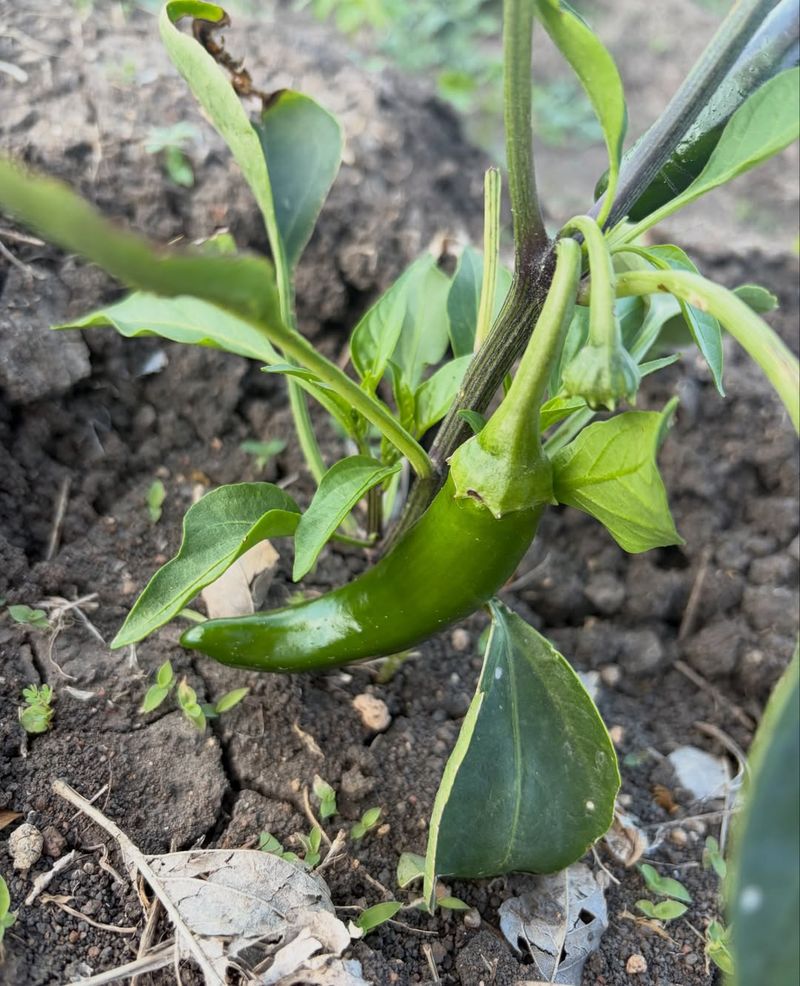 Water Deeply But Let Soil Dry Between Watering