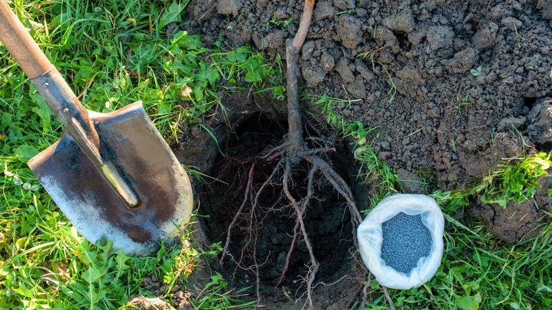 Plant Bare-Root Fruit Trees While Spring Conditions Still Suit Them