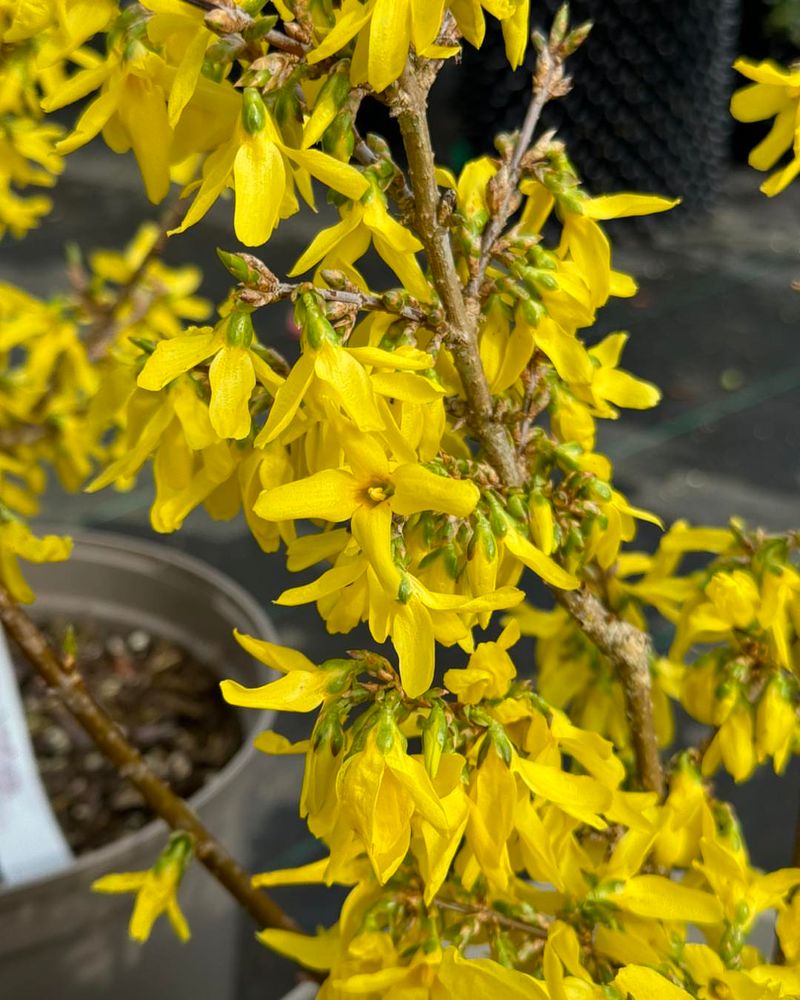 Finish Forsythia Pruning By Mid-July