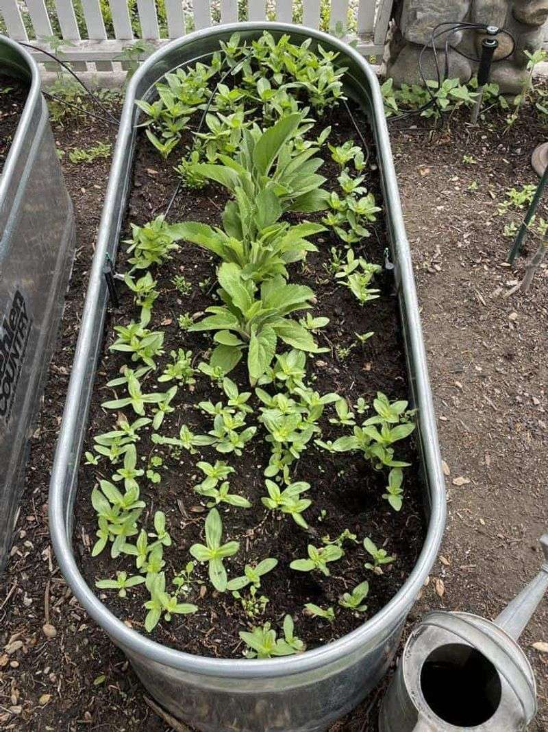 Soil Temperature Matters More Than The Calendar Date