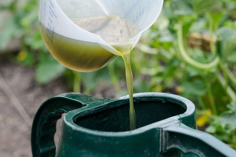 Use A Diluted Fertilizer For Pots And Window Boxes