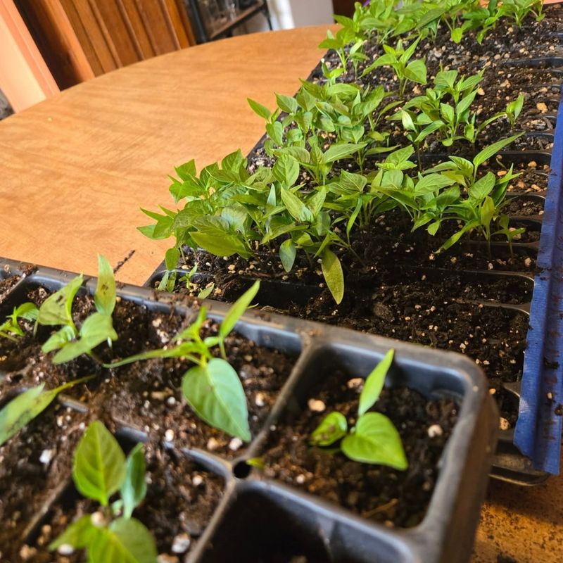 Start Seeds Indoors 6 To 8 Weeks Before Transplanting