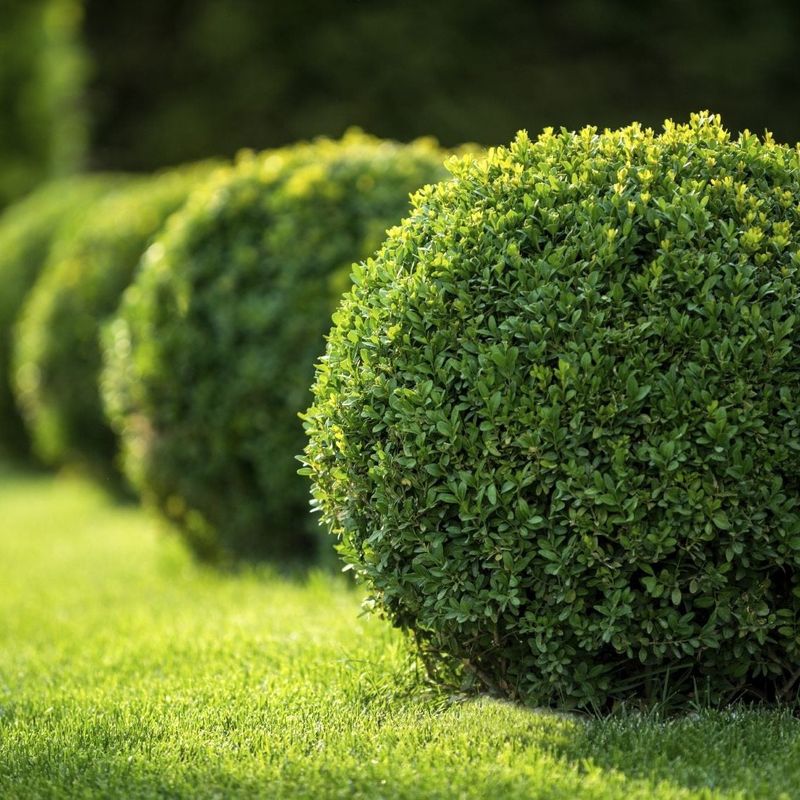Give Boxwoods A Light Feed Before New Growth Takes Off