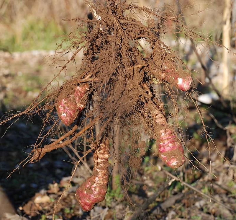 Jerusalem Artichoke
