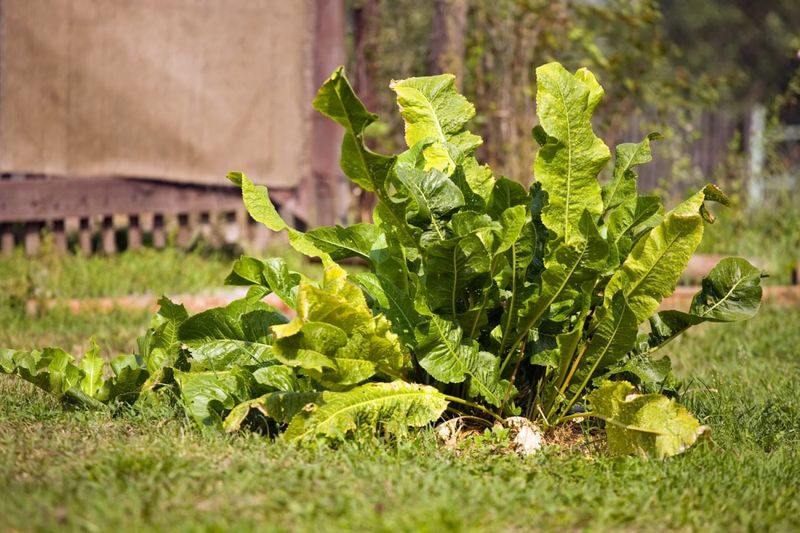 Horseradish Grows Strong Roots With Minimal Fuss