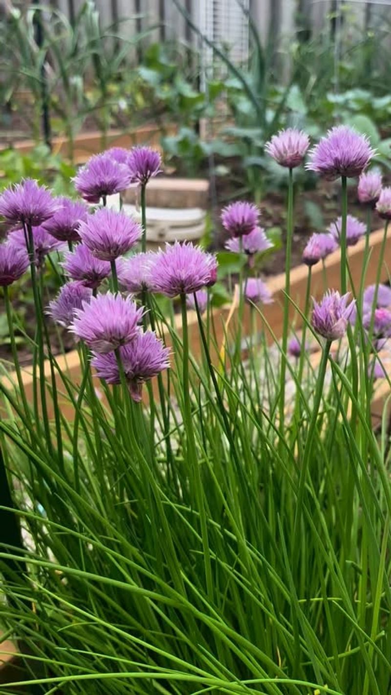 Chives