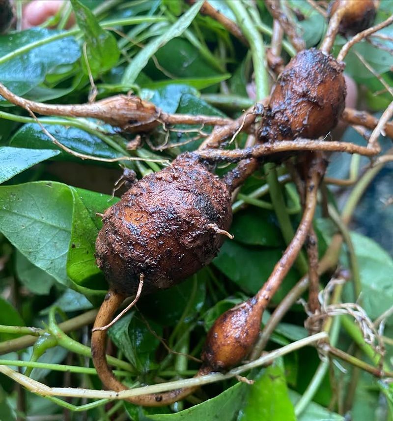 Groundnut Produces Edible Tubers And Returns Each Season