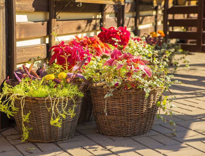Mini Vegetable Basket Garden Fits Small Areas