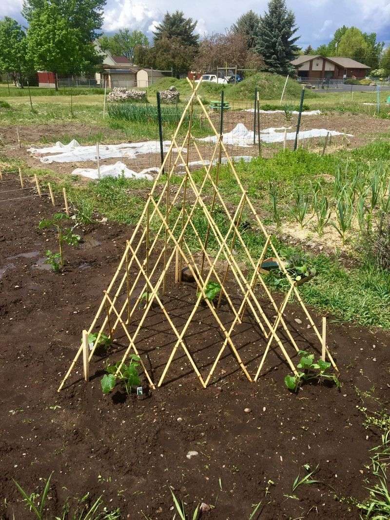 Teepee Shape Improves Airflow Around Plants