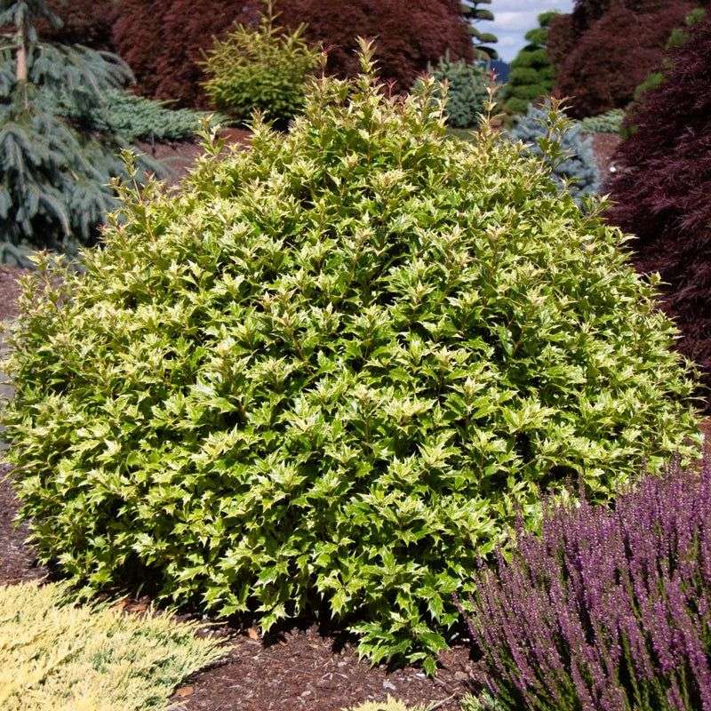 False Holly (Osmanthus heterophyllus)