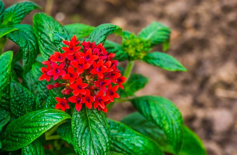 Pentas Keep The Entry Bright Through Florida Heat
