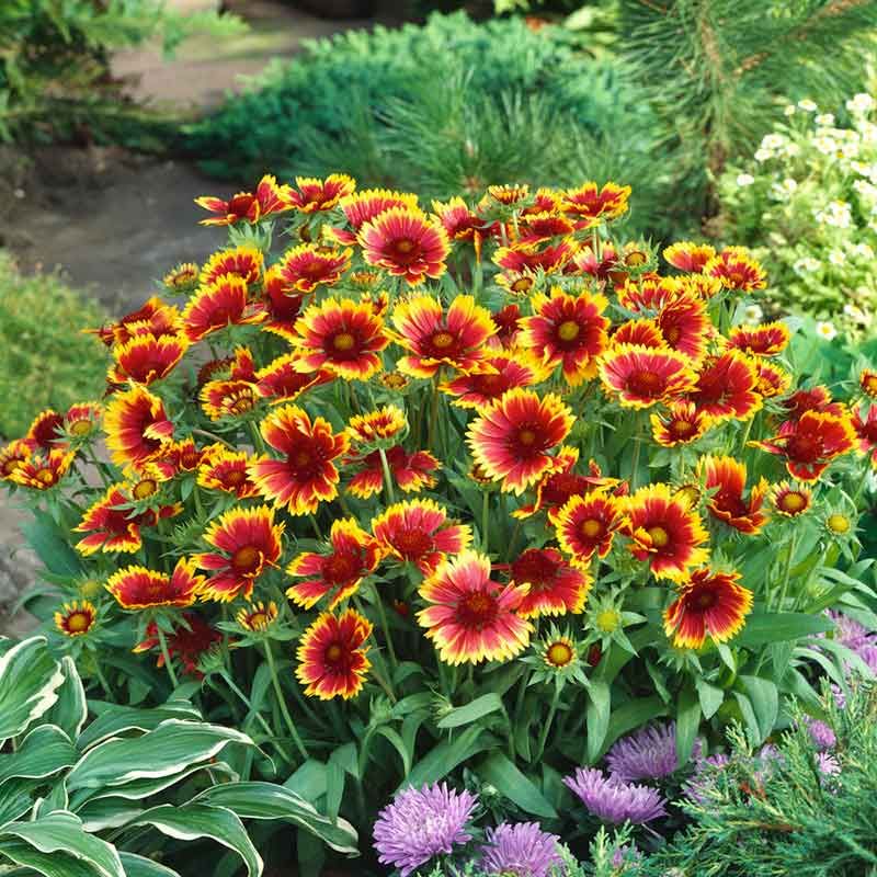 Gaillardia Adds Color Without Demanding Attention