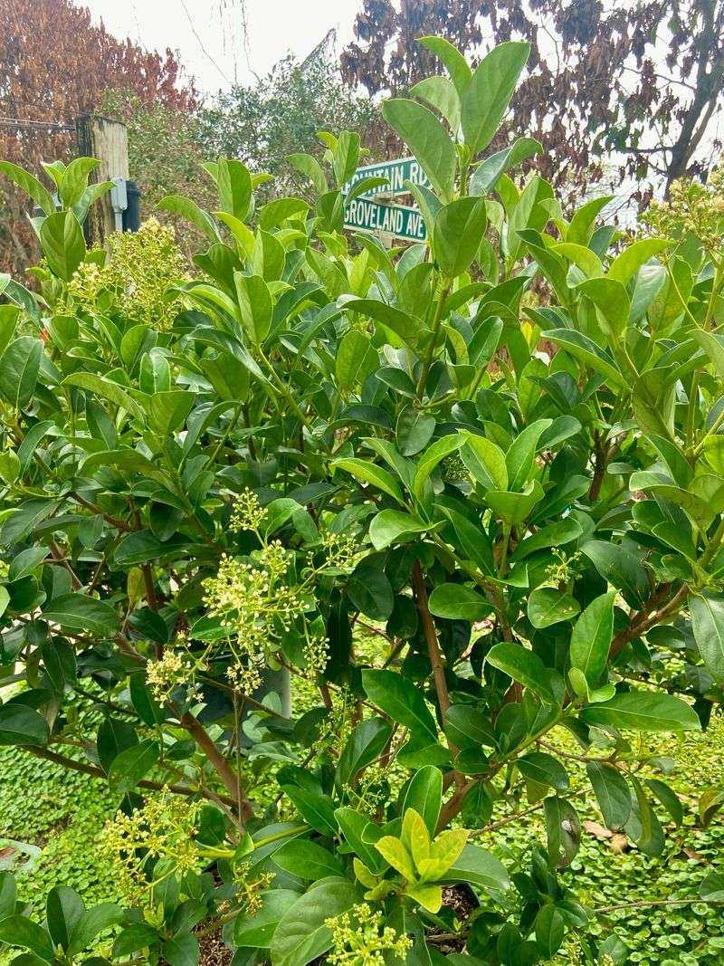 Sweet Viburnum For Fast Privacy