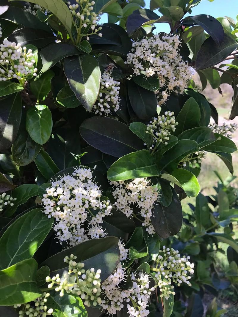 Sweet Viburnum For Quick Backyard Privacy