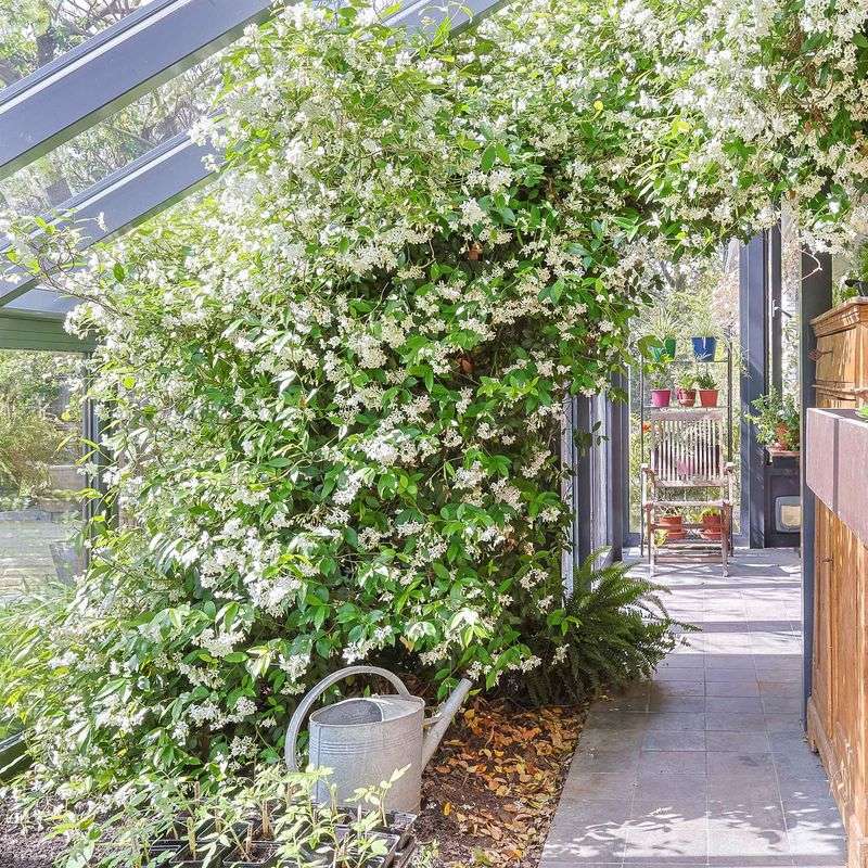 Fragrant Blooms Add A Noticeable Scent Near Entryways