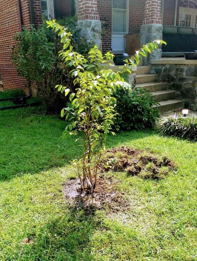 Late Frost Can Delay Or Set Back New Growth