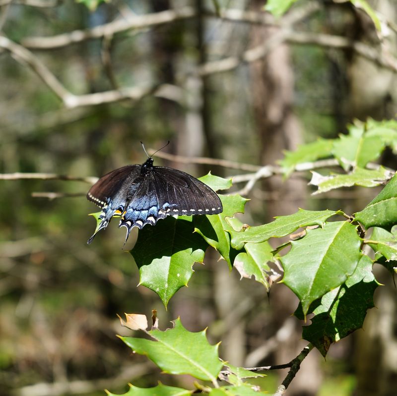 Shelter Helps Butterflies Feel Protected