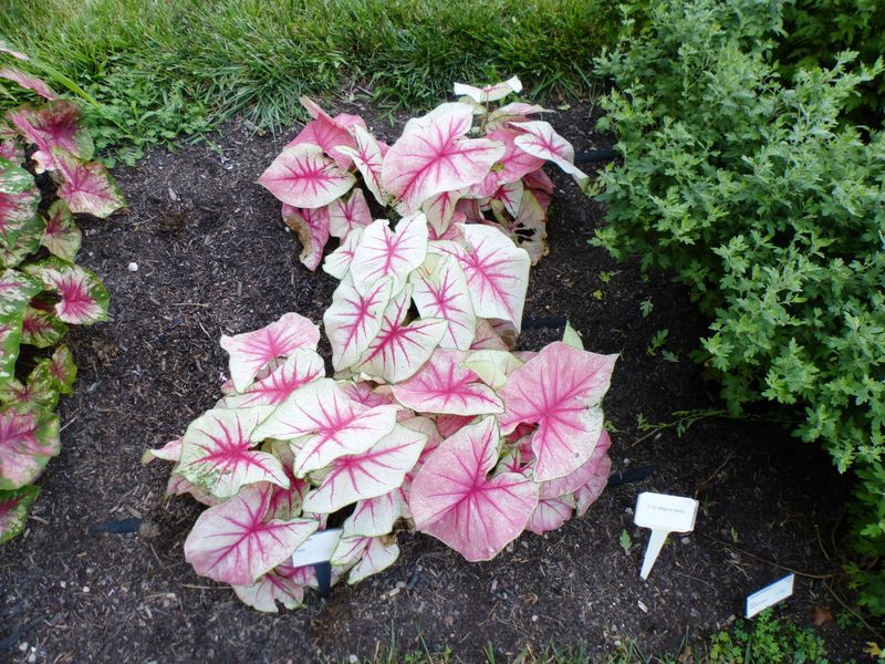 Caladiums Add Bold Leaf Color