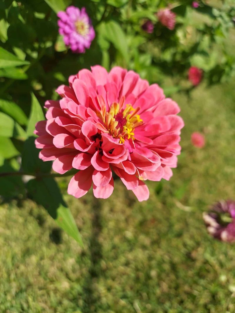 Flowering Annuals Bloom Better With Feeding