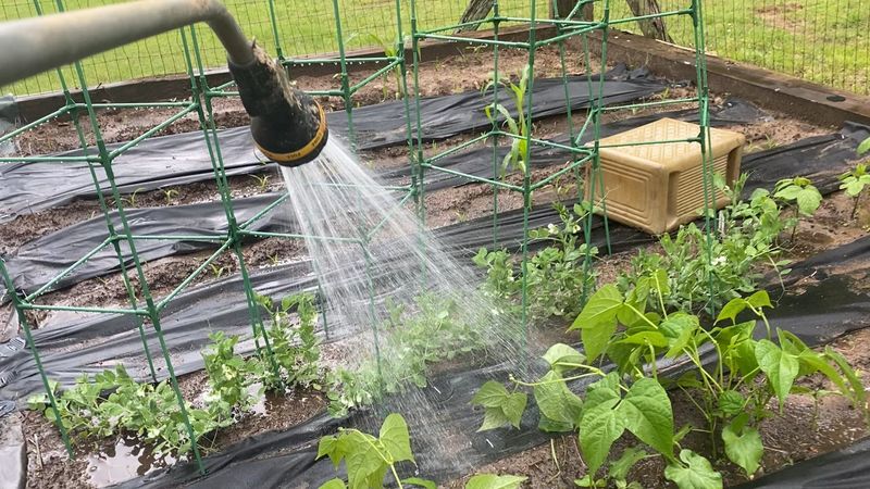 Watering Needs Increase As Moisture Evaporates Quickly
