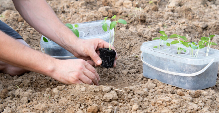 Warm Season Veggies Georgia Gardeners Should Plant In April