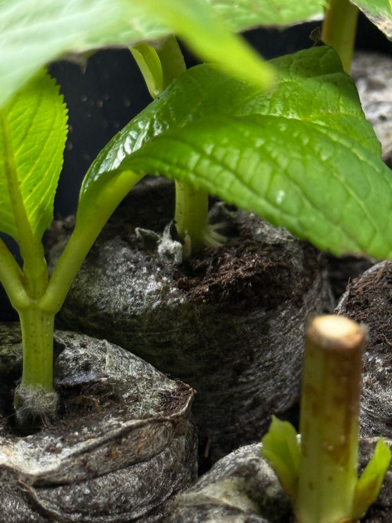 High Spring Humidity Reduces Wilting In Cuttings