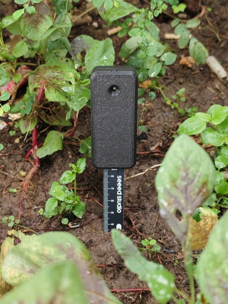 Checking Soil Moisture First Helps Avoid Over-Mulching