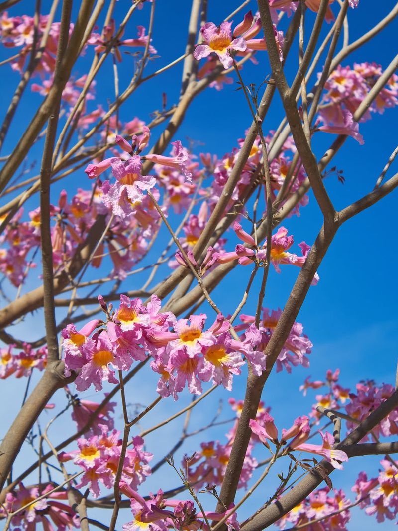 Leaf Drop Makes The Pink Flowers Look Even Brighter