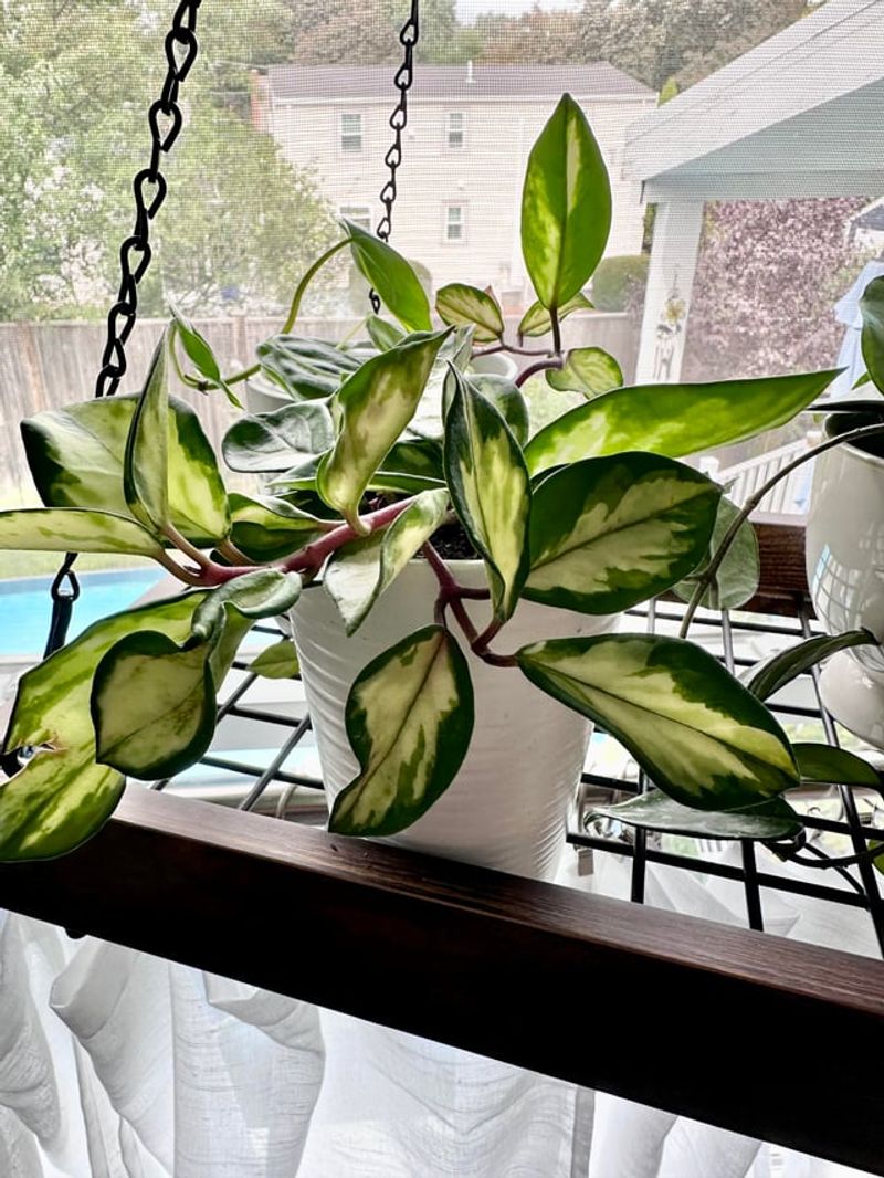 Allowing Soil To Dry Slightly Helps Prevent Root Issues