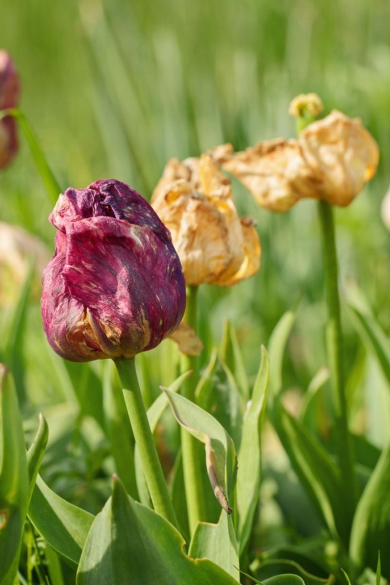 Foliage Removal Too Early Reduces Next Year's Blooms