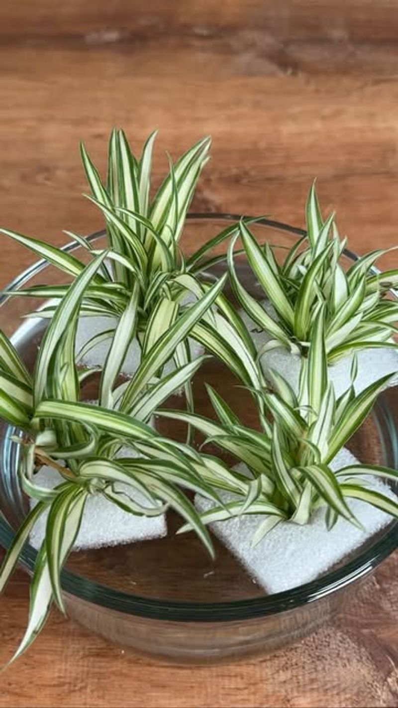 Well Draining Soil Prevents Root Issues And Supports Growth