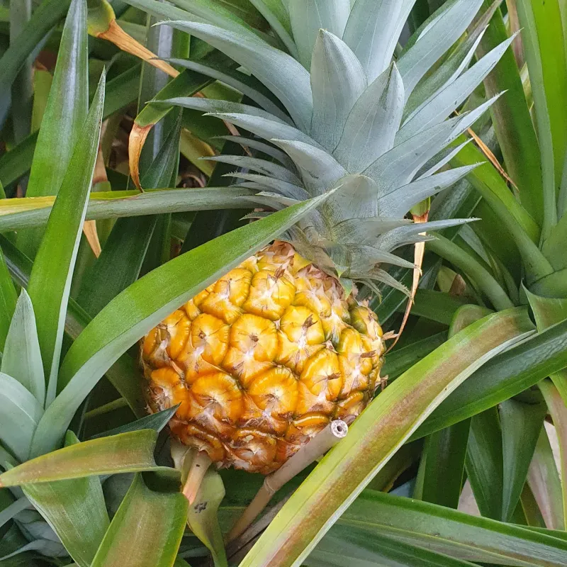 Longer Days Support Stronger Early Growth