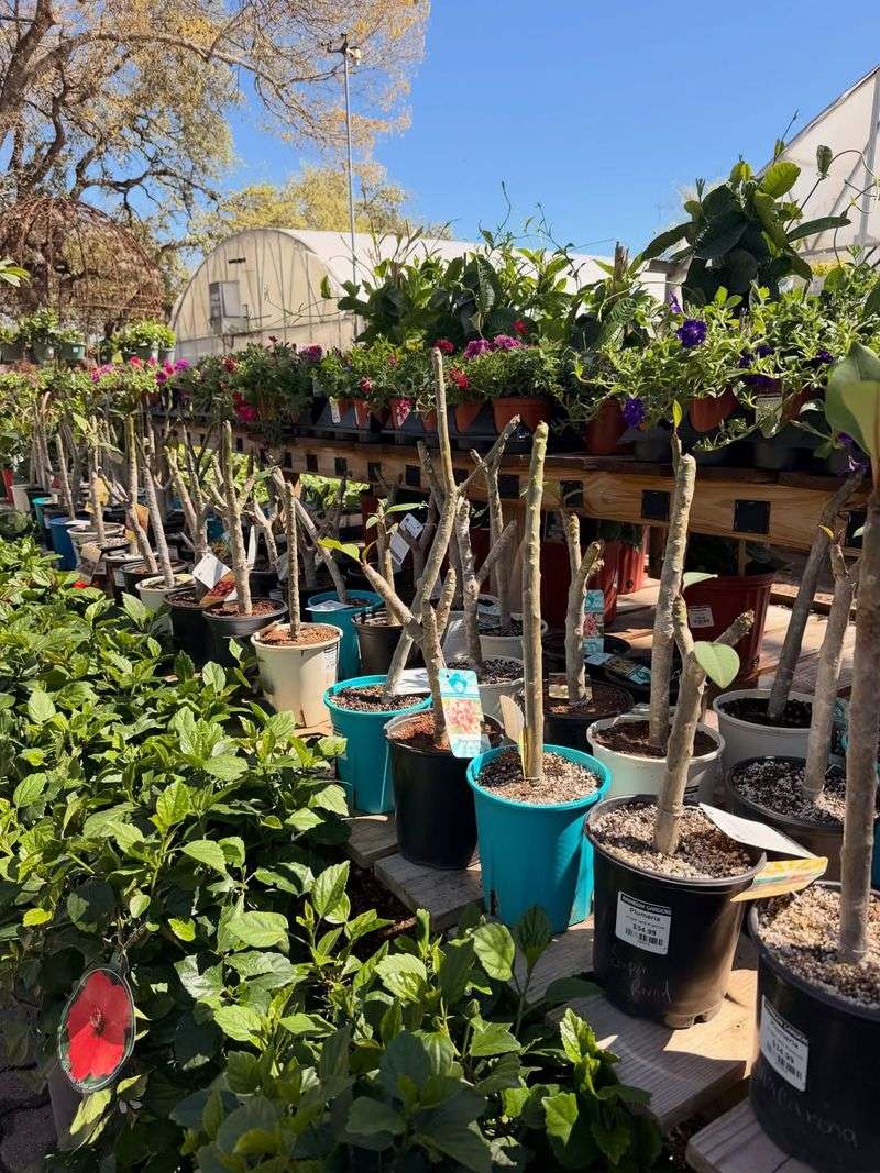 Sturdy Pots Help Manage Top-Heavy Growth