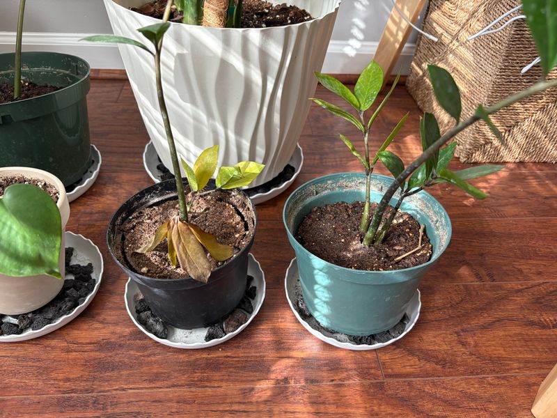 Dry Indoor Air Pulls Moisture From Leaves And Soil